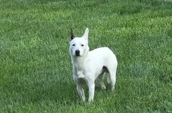Friendly White Dog Found on 3rd St NW