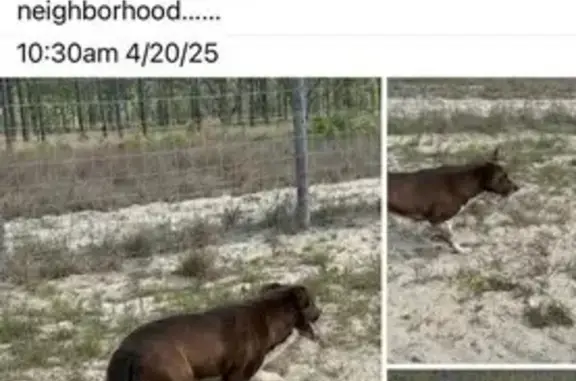 Lost Dog: King, Brown & White, Needs Meds