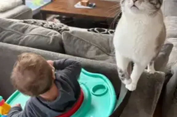 Lost Snowshoe Cat: Jasper in Post Falls