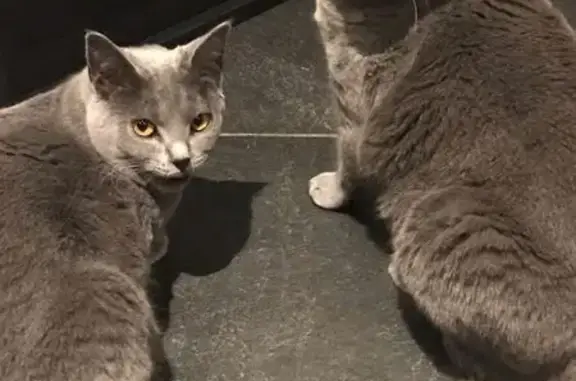Chatte Chartreux perdue à Plourivo - photo