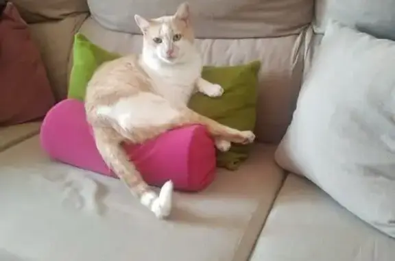 Buscamos Gato Perdido: Canela y Blanco, 6 Años