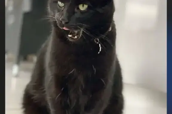 Chat perdu, noir, craintif, 13 ans, Giberville - photo