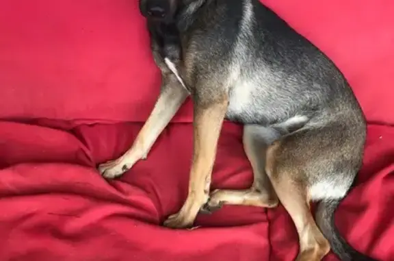 Chien perdu Saint-Projet, photo : Chien croisé malinois perdu, collier rouge