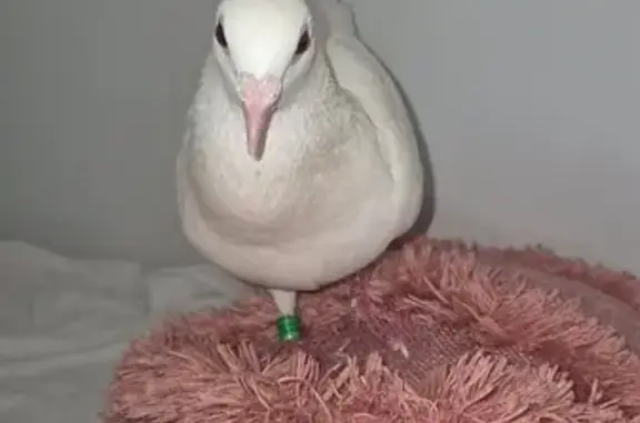 Lost Bird: Nervous, Young, Gre...