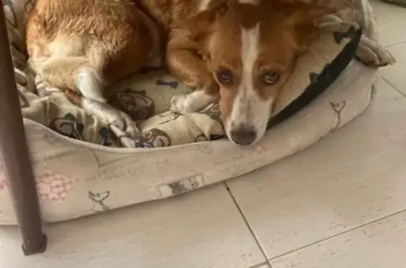 Perro Perdido en Cijuela: Marrón y Blanco