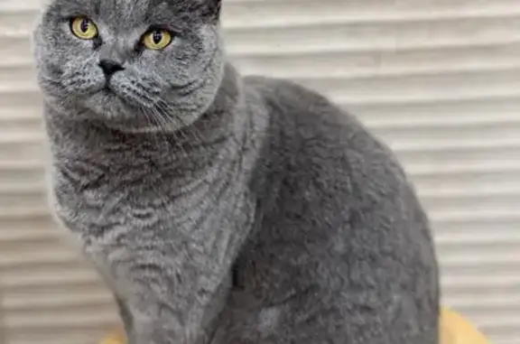 ¡Ayuda a Encontrar a Rosso, Gato Gris Perdido!