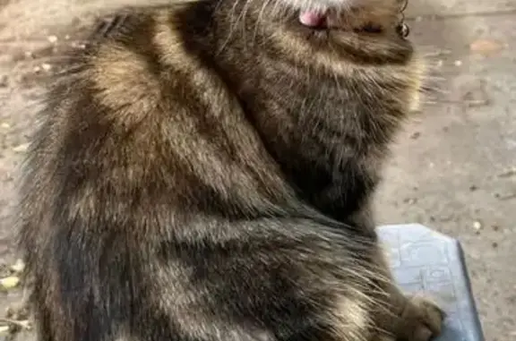 Lost Vocal Tabby Cat in Dandenong