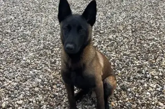 Chien perdu : Malinois 10 mois, Turbo, St-Gervais - photo
