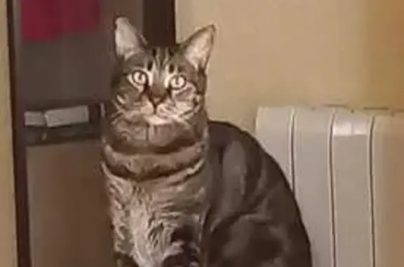 Se Busca: Gato Europeo Grande con Chip