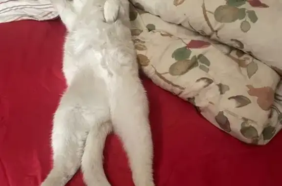 Snowy the Cat Found Safe in Mi...