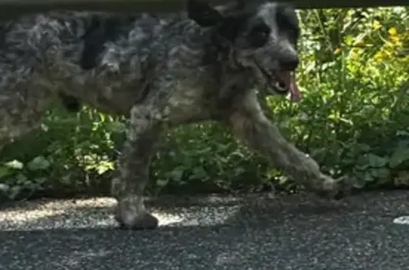 Chien griffon trouvé à Puydaniel - photo