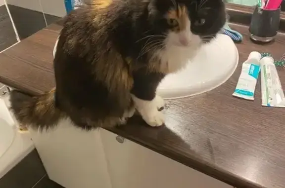 Animaux perdus Toulouse, photo: Chat tricolore perdu à Toulouse