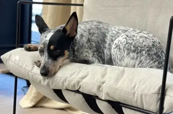 Lost Blue Heeler Mix: Hayvee in Phoenix