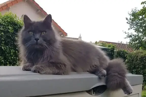 Chat perdu, Niort, photo: Chat gris perdu, Niort, rue Louis Breguet