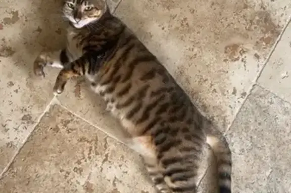Chat perdu à Esvres : Urus, sociable - photo