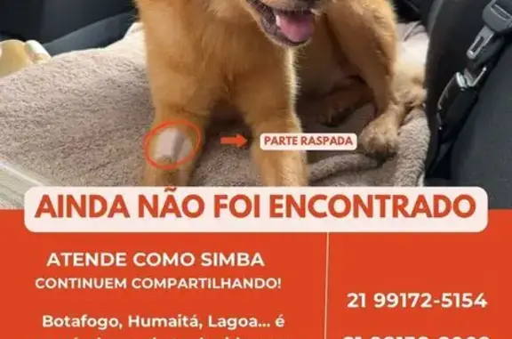 cachorro desaparecida