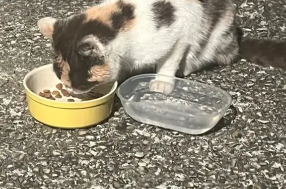Chat trouvé Viry-Noureuil, photo: Chat affamé trouvé Rue Racine, Viry-Noureuil