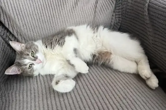 Chat perdu, , photo: Chatte tigrée perdue à Ludes
