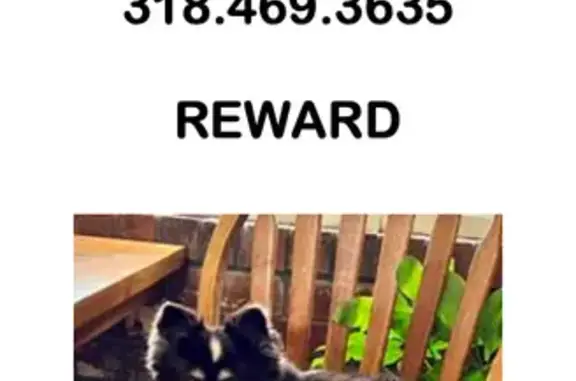 Lost: Elderly Chihuahua, Chesterton Ct