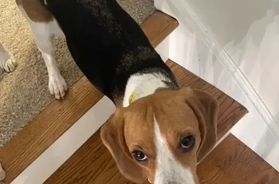 Lost Dog: Brown/White on Edelweiss Ln