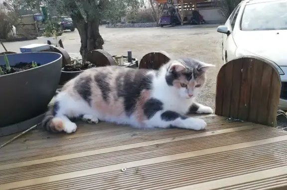 Animaux perdus , photo: Chatte tricolore perdue à Azé, pucée