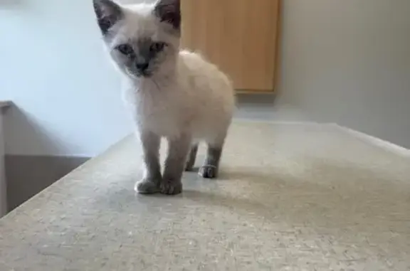 Chaton perdue, blanche/grise à Rabastens - photo