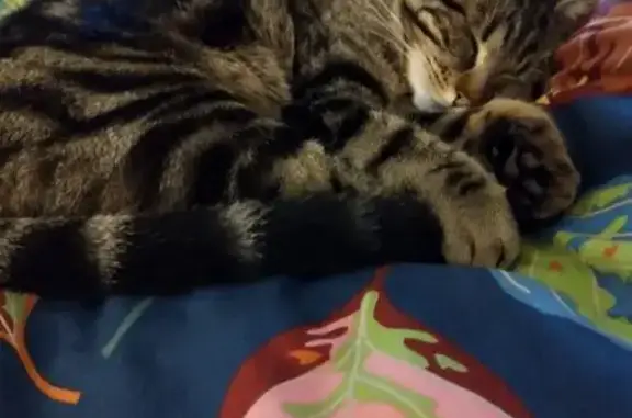 Jeune chat tigré perdu à Roanne - photo