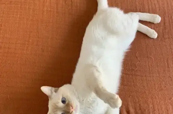 Lost Cat: White Fur, Bright Blue Eyes