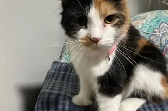 Lost White Cat: Division St, Norwich