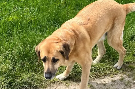 Animaux trouvés , photo: Labrador beige trouvé à Sillars