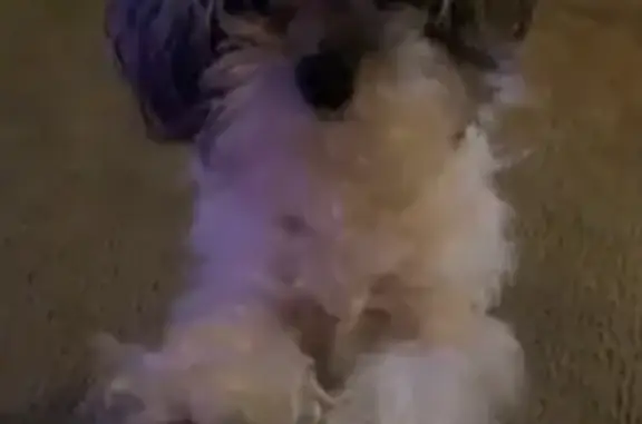 Elderly Black & White Dog Missing: Hopewell