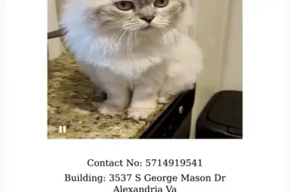 Lost White Cat on S George Mason Dr