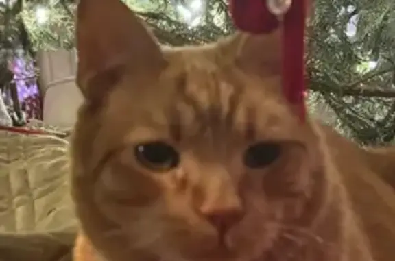 Friendly Orange Tabby Lost on N. Broom St