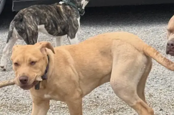 Lost Friendly Dog on County Road 760