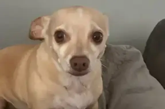 Lost Chihuahua: Lilly in Chesterfield
