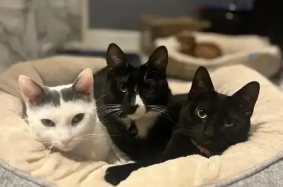 Lost Tuxedo Cat: Shy & Microchipped