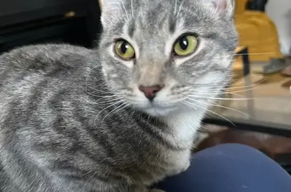 Missing Grey Tabby: Sterling on Grant Ave