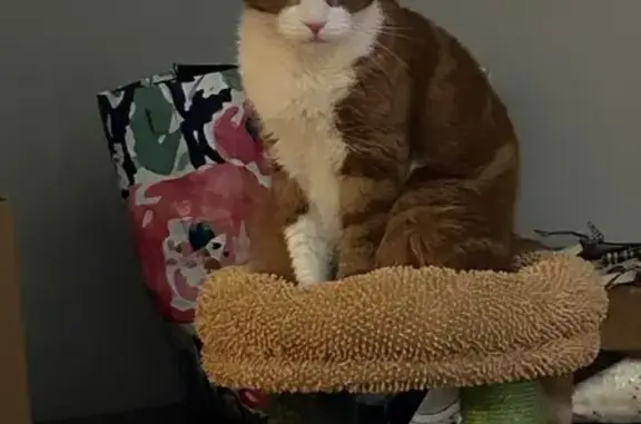 Lost Cat: White & Orange, Crescent St NE
