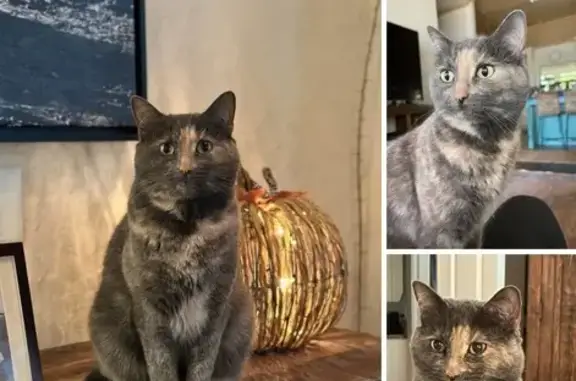 Lost Marble Cat: Yellow Eyes, FM 697