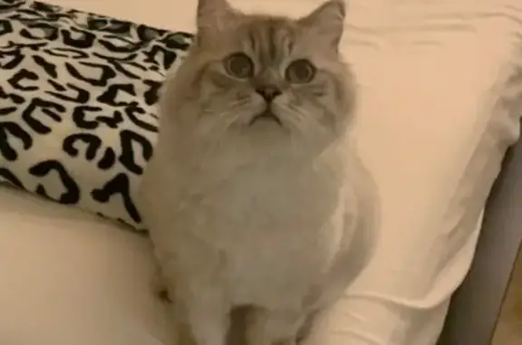 Lost Friendly Grey Cat - Help Find Him!