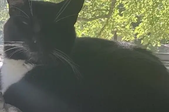 Help Find Batman: Lost Tuxedo Cat in Woodbury