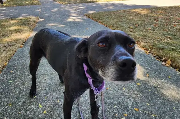 Lost Black Lab Mix: 25 lbs, 21st St, Wyandotte
