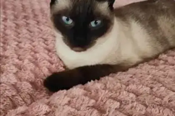 Chat perdu, Hégenheim, photo: Chat perdue siamoise, yeux bleus, Hégenheim