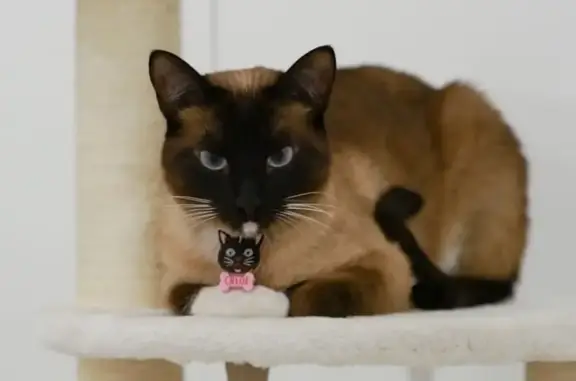 Lost Cat: Necklace ID, Snider Ave, TO