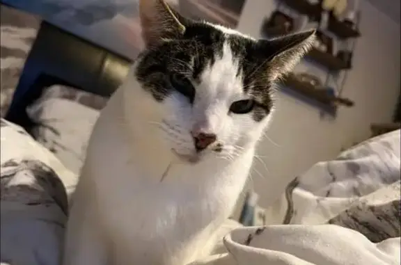 Lost Cat: Friendly Tabby on Park Farm Rd
