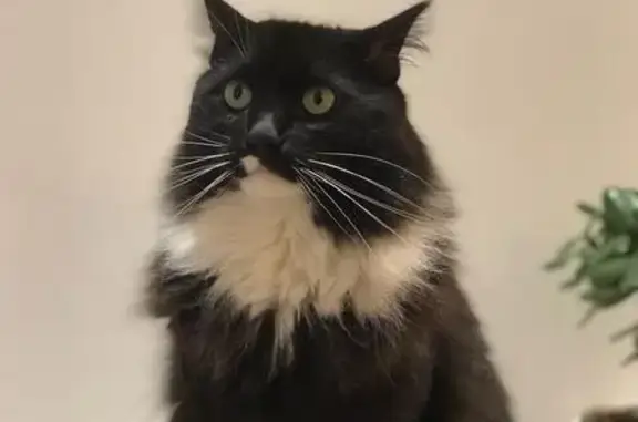 Animaux perdus Lagny-sur-Marne, photo: Chat perdu à Lagny-sur-Marne : Tao craintif