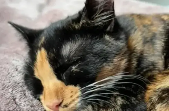 Lost: Friendly Tortoiseshell Cat, Whitecliffe