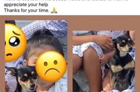 Lost Dog: Black/Brown on Jackson Mills