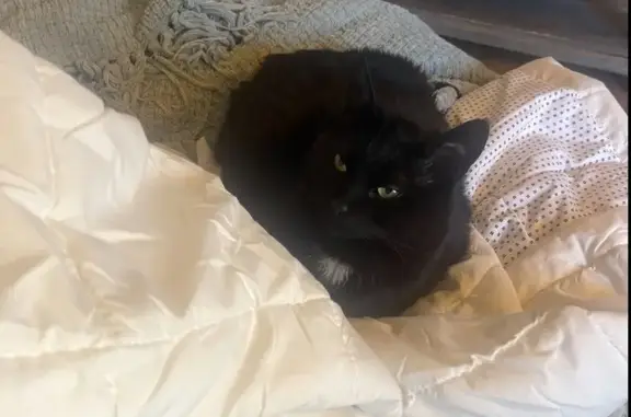 Lost Black Cat with White Chest Patch