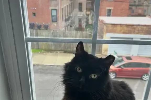 Lost Black Cat: Green Eyes, Mohawk St.